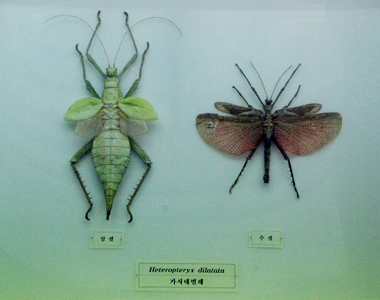 곤충 사진