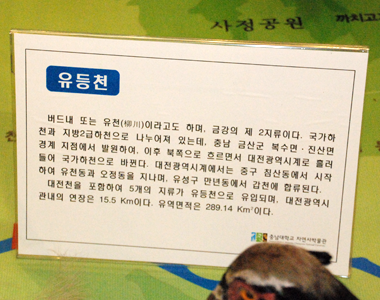 대전의 3대 하천주변의 조류 사진